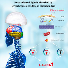 810 μαγνητικές συσκευές Neurofeedback υποκίνησης Transcranial μηχανών συσκευών ανάλυσης υγείας NM